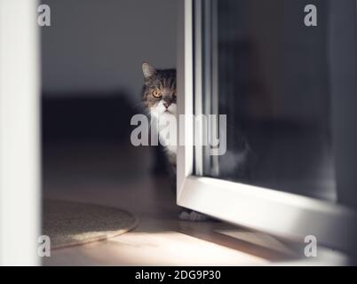 tabby britannico shorthair gatto nascosto dietro porta Foto Stock