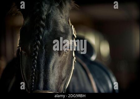 Stallone frisone closeup in munizioni equine all'interno della stalla Foto Stock