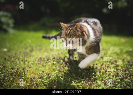 tabby gatto shorthair britannico bianco che cammina sul prato una giornata di sole Foto Stock