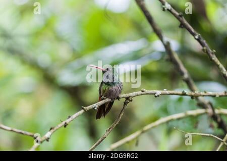 Verde (Hummingbird Trochilidae) si siede su un ramo, cloud forest, Ecuador. Foto Stock