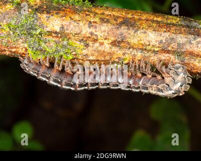Millipedo (ordine Polydesmida, famiglia Platyrhacidae) su una foglia di foresta pluviale di notte nei pressi di Puerto Quito nell'Ecuador occidentale Foto Stock