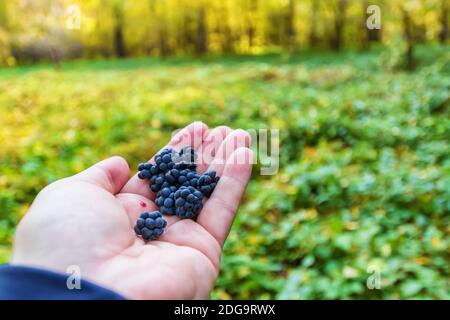 Bacche maturi frutti di bosco raccolti nella foresta autunnale giacciono sul palmo Foto Stock