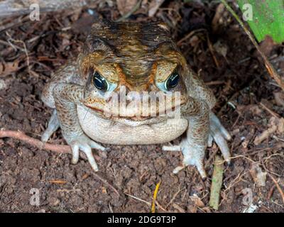 Giant Toad (Rhinella horribellis) nell'Ecuador occidentale Foto Stock