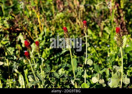 Trifoglio di Crimson che cresce in un campo, chiamato anche Trifolium incarnatum o Inkarnatklee Foto Stock