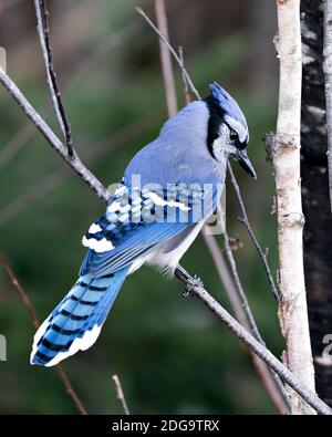 Foto d'archivio Blue Jay. Blue Jay appollaiato su un ramo con uno sfondo sfocato nell'ambiente e nell'habitat della foresta. Immagine. Immagine. Verticale. Guardando a. Foto Stock