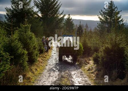 Dove Syke vivaio alberi di Natale, West Bradford, Clitheroe, Lancashire. Foto Stock