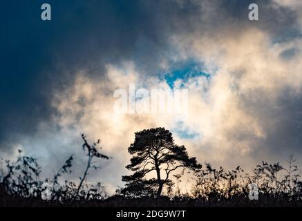 Abete e cielo drammatico, Marshaw, Lancaster, Lancashire. Foto Stock