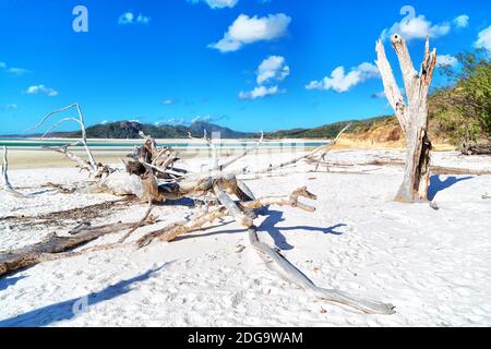 L'albero e la spiaggia nella baia del paradiso Foto Stock