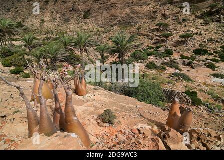 Pianta endemica fioritura bottiglia albero adenium obesum sull'isola Socotra al tramonto, Diksam Plateau, Yemen Foto Stock