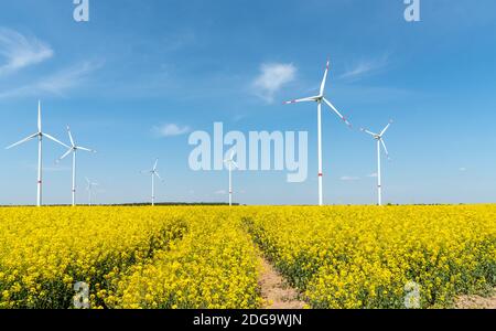 Blooming campo di colza con turbine eoliche nel retro visto in Germania Foto Stock