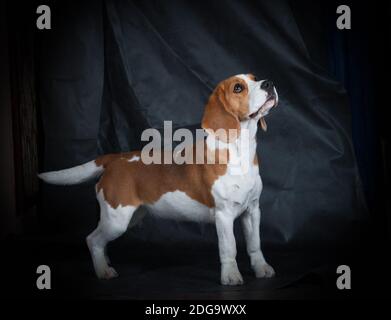 Femmina beagle ragazza in piedi in studio Foto Stock