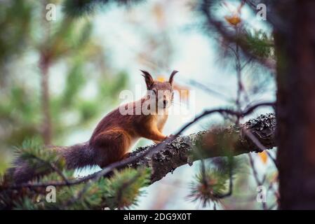 Scoiattolo rosso zenzero su rami di pino nella foresta d'autunno Foto Stock