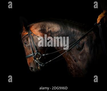 Stallone di dressage purebred che lavora al buio Foto Stock