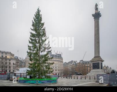 Londra, Regno Unito. 8 dicembre 2020. Trafalgar Square Christmas Tree, donato dalla città di Oslo, in una grigia mattina di dicembre. Credito: Malcolm Park/Alamy Foto Stock