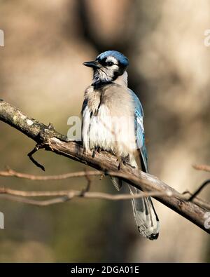 Foto d'archivio Blue Jay. Blue Jay appollaiato su un ramo con uno sfondo sfocato nell'ambiente e nell'habitat della foresta. Immagine. Immagine. Verticale. Guardando a. Foto Stock