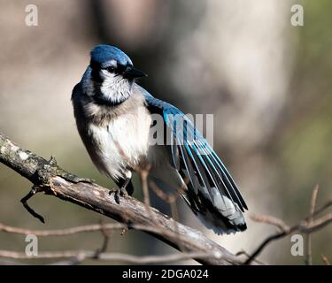 Foto d'archivio Blue Jay. Blue Jay appollaiato su un ramo con ala pne spread con uno sfondo sfocato nell'ambiente forestale e habitat. Immagine. Immagine. Foto Stock