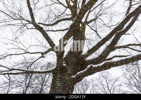 Ghirlanda di Natale sul tronco d'albero fuori in inverno. Piccole luci festive sul tronco d'albero nel parco Foto Stock