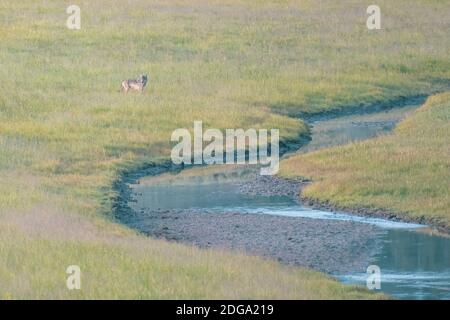 Gray Wolf si ferma in campo prima di attraversare Creek a Hayden Valle di Yellowstone Foto Stock