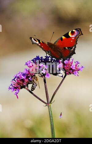 Farfalla Verbena bonariensis, ape miele su fiore, farfalla pavone, farfalla Verbena bonariensis Foto Stock