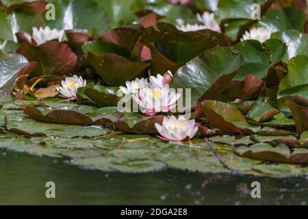 Gigli d'acqua bianchi in fiore nello stagno Foto Stock