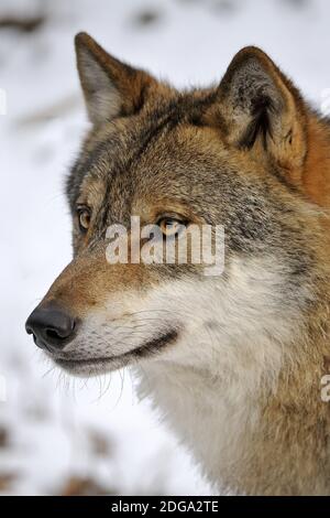 Lupo, (Canis lupus), Porträt Foto Stock