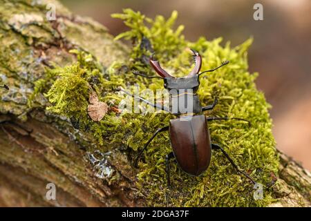 Stag beetle Foto Stock