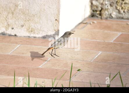 Esemplare isolato di rossstart fotografato vicino a case in un ambiente rurale. Foto Stock