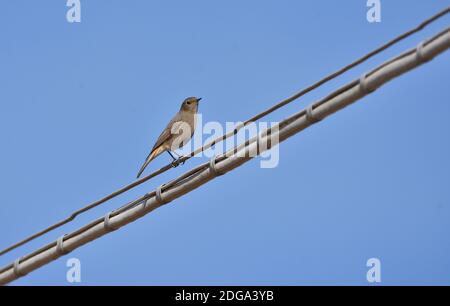 Esemplare isolato di rossstart fotografato vicino a case in un ambiente rurale. Foto Stock