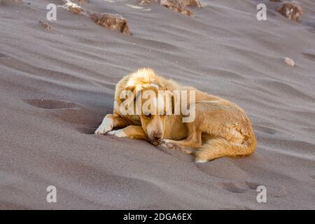 Un vecchio cane feriale riposa all'ombra di una duna di sabbia nella Valle de la Luna, deserto di Atacama, Cile Foto Stock