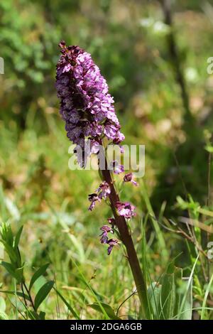 Orchidea selvatica isolata della specie Orchiis purpurea, conosciuta anche come orchidea signora, su uno sfondo verde naturale del prato. Foto Stock