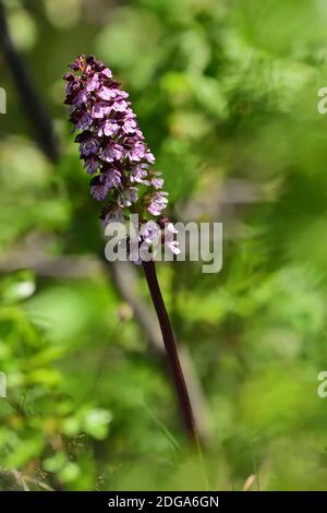 Orchidea selvatica isolata della specie Orchiis purpurea, conosciuta anche come orchidea signora, su uno sfondo verde naturale del prato. Foto Stock