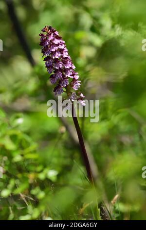 Orchidea selvatica isolata della specie Orchiis purpurea, conosciuta anche come orchidea signora, su uno sfondo verde naturale del prato. Foto Stock