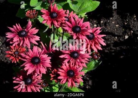 Rosa/Rosso Rudbeckia hirta, 'Sahara' Black-Eyed Susan, Coneflower cresciuto in un confine a RHS Garden Harlow Carr, Harrogate, Yorkshire, Inghilterra. Foto Stock