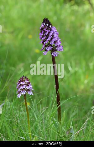 Orchidea selvatica isolata della specie Orchiis purpurea, conosciuta anche come orchidea signora, su uno sfondo verde naturale del prato. Foto Stock