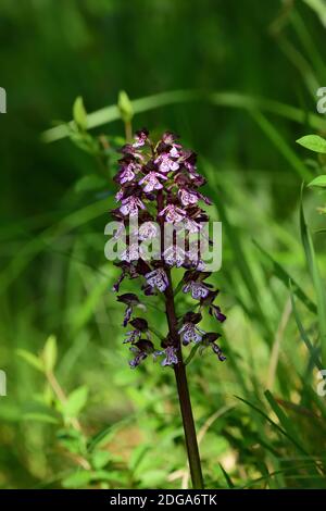 Orchidea selvatica isolata della specie Orchiis purpurea, conosciuta anche come orchidea signora, su uno sfondo verde naturale del prato. Foto Stock