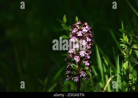 Orchidea selvatica isolata della specie Orchiis purpurea, conosciuta anche come orchidea signora, su uno sfondo verde naturale del prato. Foto Stock