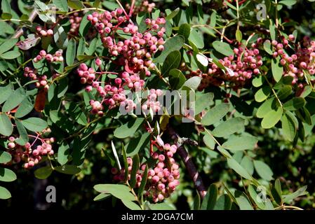 Berries rosa su Sorbus pseudohupehensis 'Pagoda Rosa' Rowan Tree coltivato in un confine a RHS Garden Harlow Carr, Harrogate, Yorkshire, Inghilterra, Regno Unito. Foto Stock