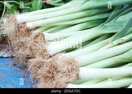 Mazzo di porri appena raccolti da vicino. Foto Stock