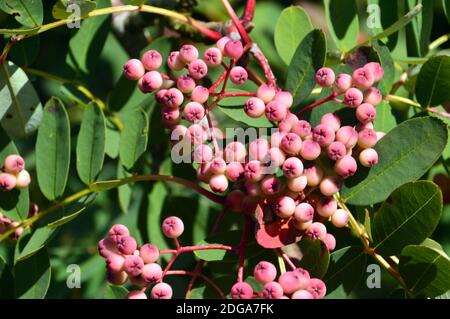 Berries rosa su Sorbus pseudohupehensis 'Pagoda Rosa' Rowan Tree coltivato in un confine a RHS Garden Harlow Carr, Harrogate, Yorkshire, Inghilterra, Regno Unito. Foto Stock