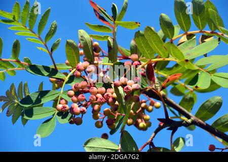 Berries rosa su Sorbus pseudohupehensis 'Pagoda Rosa' Rowan Tree coltivato in un confine a RHS Garden Harlow Carr, Harrogate, Yorkshire, Inghilterra, Regno Unito. Foto Stock