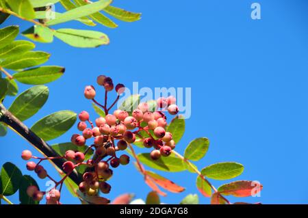 Berries rosa su Sorbus pseudohupehensis 'Pagoda Rosa' Rowan Tree coltivato in un confine a RHS Garden Harlow Carr, Harrogate, Yorkshire, Inghilterra, Regno Unito. Foto Stock