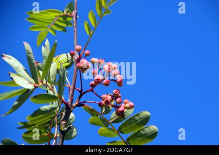 Berries rosa su Sorbus pseudohupehensis 'Pagoda Rosa' Rowan Tree coltivato in un confine a RHS Garden Harlow Carr, Harrogate, Yorkshire, Inghilterra, Regno Unito. Foto Stock