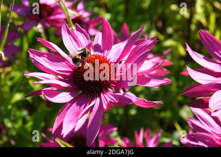 L'alimentazione delle api su Nectar su Echinacea Purpurea 'fiore viola del Coneflower' al RHS Garden Harlow Carr, Harrogate, Yorkshire, Inghilterra, Regno Unito. Foto Stock
