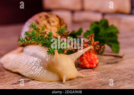 Giallo grande lumaca achatina e cloudberry su una superficie Foto Stock