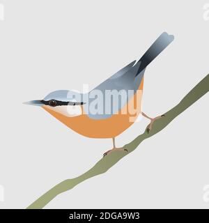 Un'illustrazione vettoriale di un nuthatch. L'uccello è seduto su un ramo diagonale con la coda in aria. Illustrazione Vettoriale