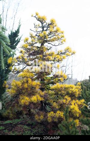 Pinus contorta var. Latifolia 'Chief Joseph' lodgepole pino. Foto Stock