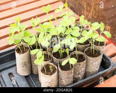 Giovani pianta di piselli dolci che si sovrapponono seminate in rotoli di carta igienica Foto Stock