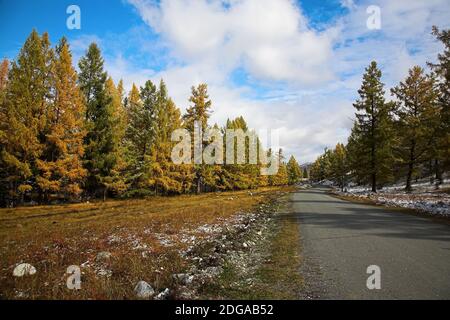 Strada nella foresta d'autunno. Foto Stock