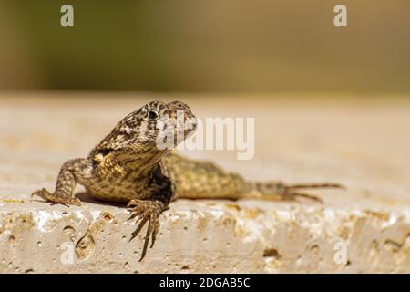 Lucertola marrone cubana con coda riccia Foto Stock