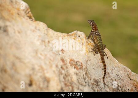 Lucertola marrone cubana con coda riccia Foto Stock